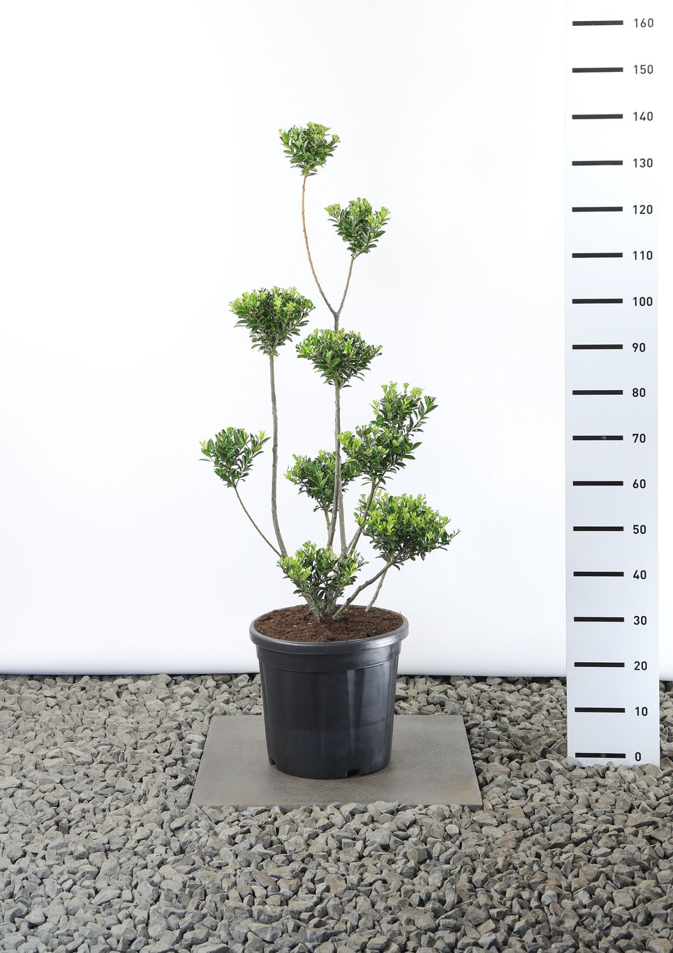 Ilex maximowicziana kanehirae - 100-125 CM Multiplateau in Container